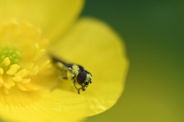 Fly with pollen on a flower