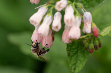 spider on a flower