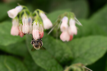 Bee getting nectar from a flower