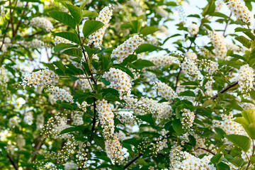 White cherry branches in bloom in spring