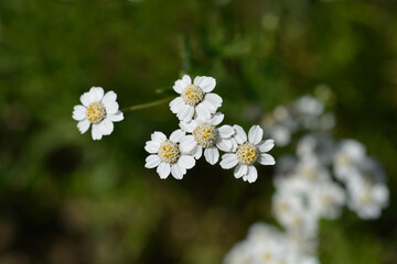 Sneezewort yarrow flowers
