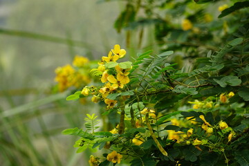 Close-up of Senna splendida flower