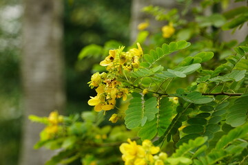 Close-up of Senna splendida flower