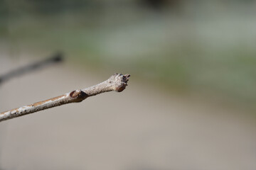 Fringetree branch branch with buds