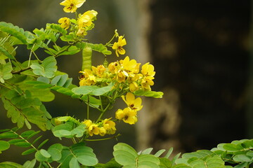 Obraz premium Close-up of Senna splendida flower