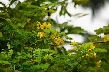 Close-up of Senna splendida flower