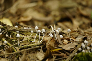 Close-up of mushrooms growing after rain