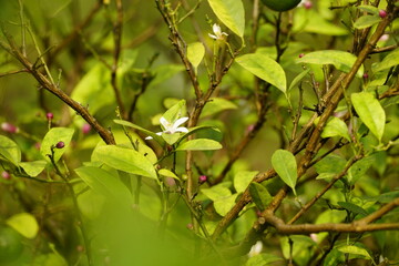 Close-up of Citrus × aurantiifolia tree