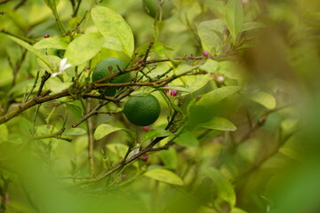 Close-up of Citrus × aurantiifolia tree