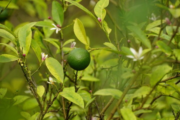 Close-up of Citrus × aurantiifolia tree