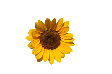Sunflowers isolated on white background.  Make clipping path.