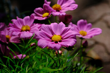 Obraz premium pink flowers in the park