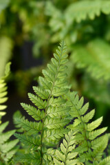 Korean rock fern leaves