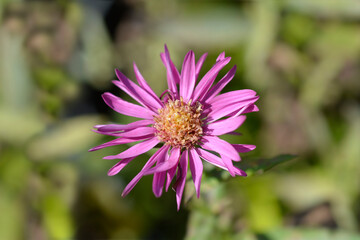 Obraz premium Aster Bahamas flower