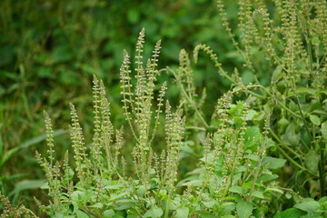 Close-up of Ocimum gratissimum flower