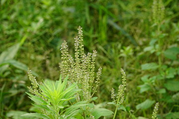 Close-up of Ocimum gratissimum flower