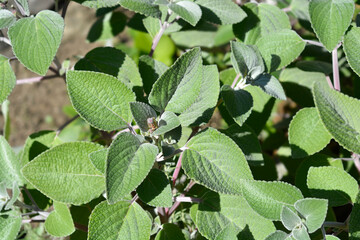 Silver sprurflower leaves