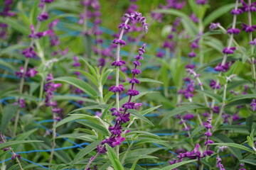 Close-up of Salvia officinalis flower