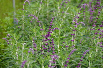 Close-up of Salvia officinalis flower