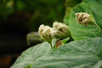 Close-up of Luffa cylindrica flower