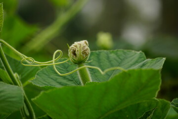 Close-up of Luffa cylindrica flower