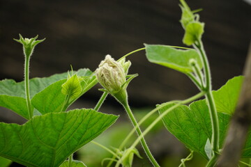 Close-up of Luffa cylindrica flower