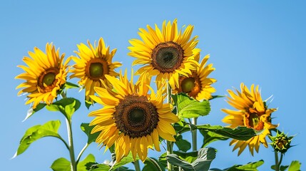 A cluster of bright sunflowers against a clear blue sky, capturing the vibrant energy of summertime.