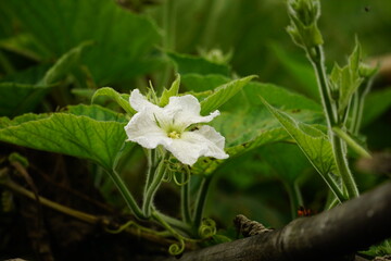 Close-up of Luffa cylindrica flower