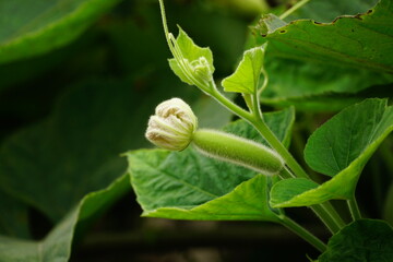 Close-up of Luffa cylindrica flower