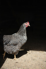 portrait of a chicken on black background with copy space. The chicken is dancing
