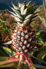 View of a ripening pineapple on a pineapple plantation. Pineapple tropical fruit growing in a farm