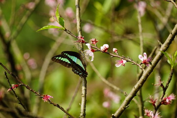 Close-up of Papilio nireus butterfly