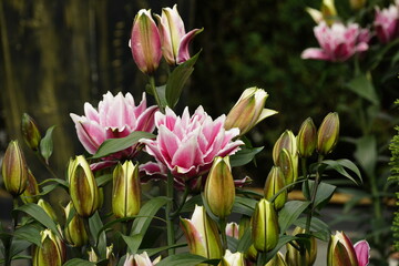 Close-up of Lilium Orientalis flower