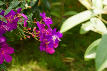 Close-up of Tibouchina semidecandra flower