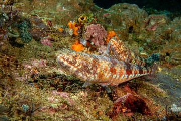 Synodus variegatus - Eidechsenfisch - Anilao Philippinen