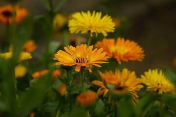 Close-up of yellow chrysanthemum blooming