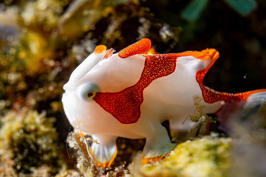 Warty Frogfish - Anilao Philippinen