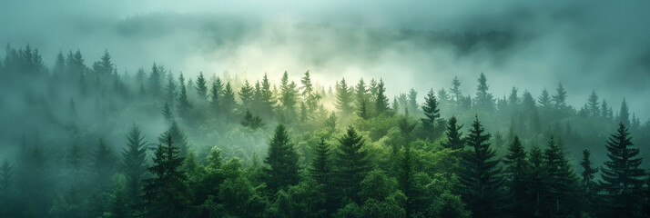mist in the forest, green misty forest trees with fog, nature background, misty morning in the...