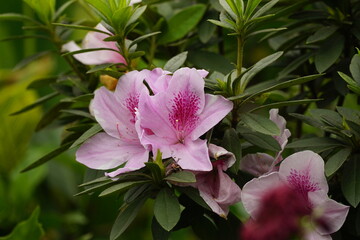 Close-up of azalea flowers