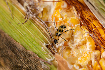 Southern Corn Rootworm beetle eating kernels on ear of corn. Agriculture pest control, insect...