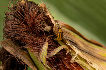 Western Corn Rootworm beetle on ear of corn. Agriculture pest control, insect damage and farming...