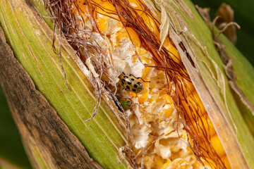 Northern Corn Rootworm beetle and Southern Corn Rootworm beetle eating kernels on ear of corn....
