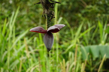 Close-up of banana flowers on a tree