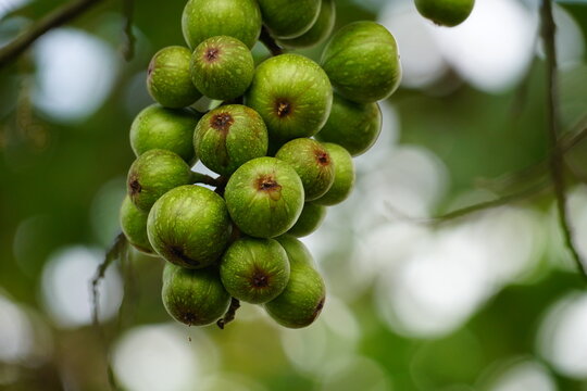 Close-up of Ficus racemosa fruit