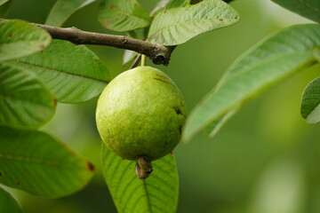 Close-up of guava fruit on tree