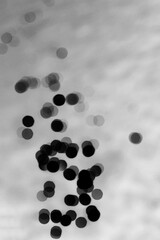 reflection in the water in black and white negative