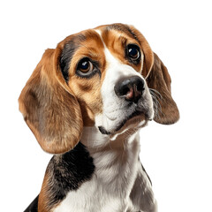 A Beagle with floppy ears and soulful eyes, a classic tri-color pattern, on a transparent background.