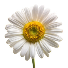 A single daisy with white petals and a yellow center