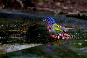 Painted Bunting, Passerina ciris, bathing in a pond in South Texas.