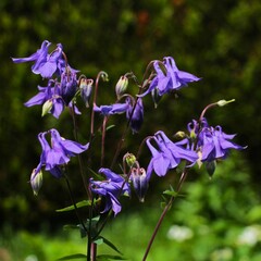 Ancolie bleu © JCG